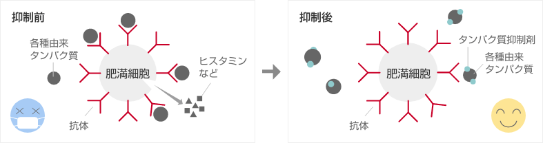[抑制前]各種由来タンパク質 抗体 ヒスタミンなど [抑制後]抗体 タンパク質抑制剤 各種由来タンパク質